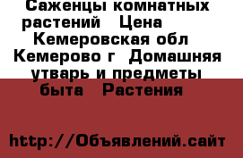 Саженцы комнатных растений › Цена ­ 300 - Кемеровская обл., Кемерово г. Домашняя утварь и предметы быта » Растения   